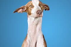 podenco-scatto-009