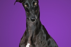 podenco-scatto-030