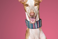 podenco-scatto-036
